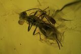 Two Fossil Flies (Diptera) In Baltic Amber #81654-2